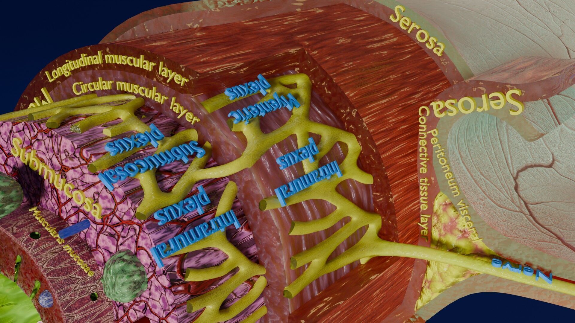 Intestinal wall layers anatomy labelled Low-poly 3D model_28