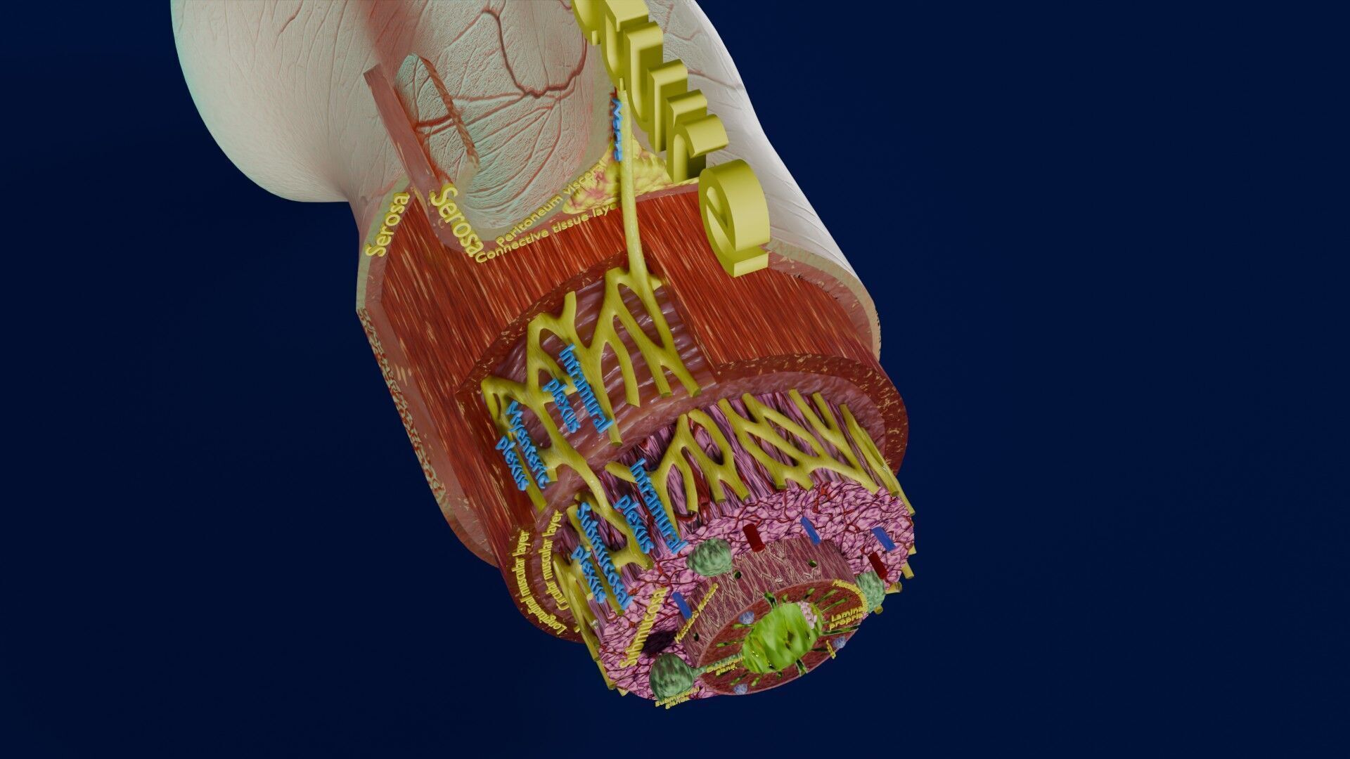 Intestinal wall layers anatomy labelled Low-poly 3D model_23
