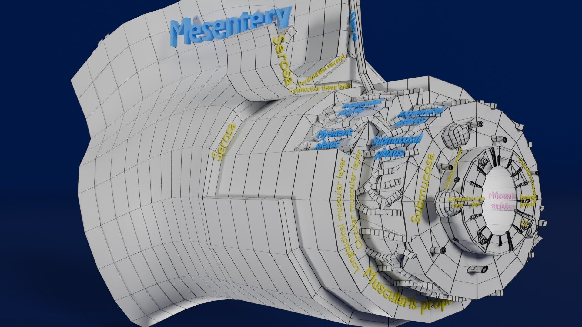 Intestinal wall layers anatomy labelled Low-poly 3D model_61