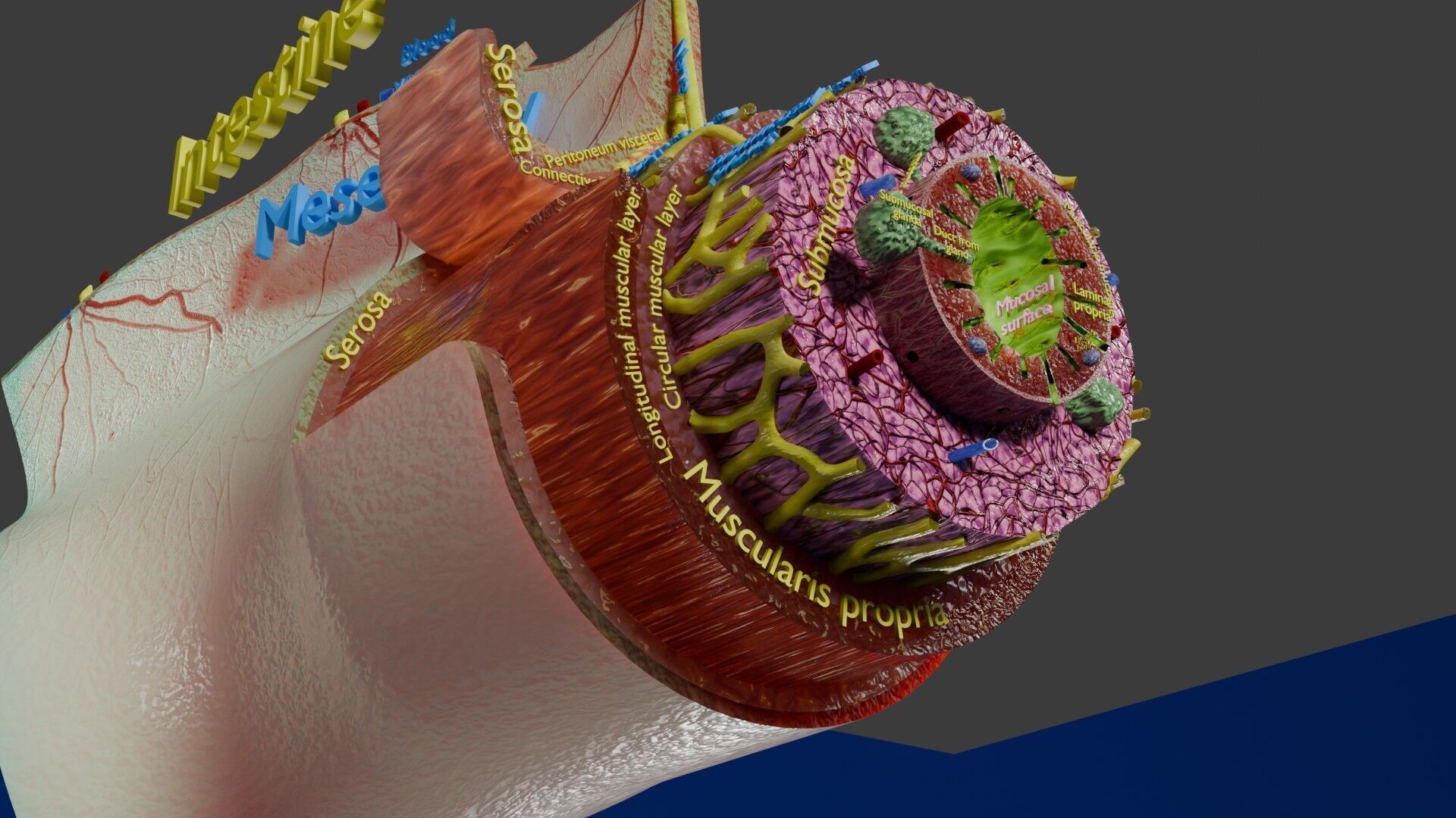 Intestinal wall layers anatomy labelled Low-poly 3D model_32
