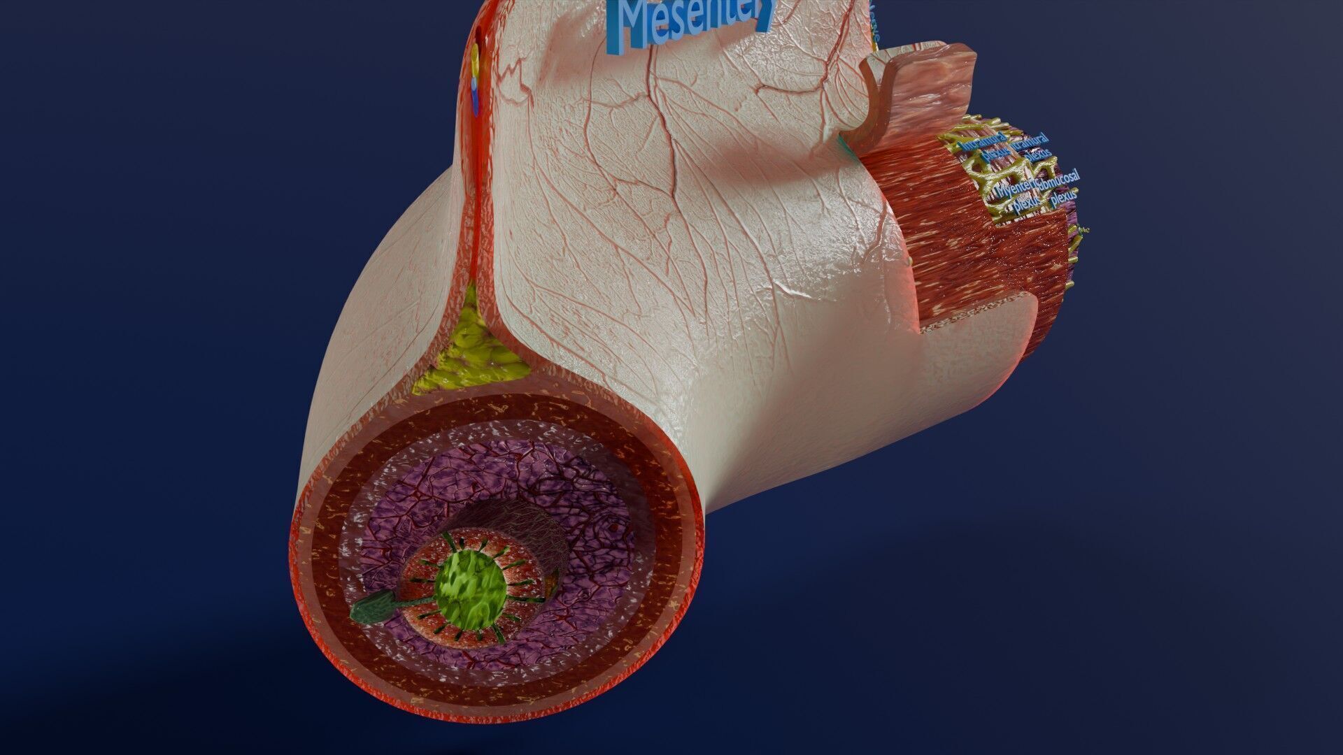 Intestinal wall layers anatomy labelled Low-poly 3D model_21