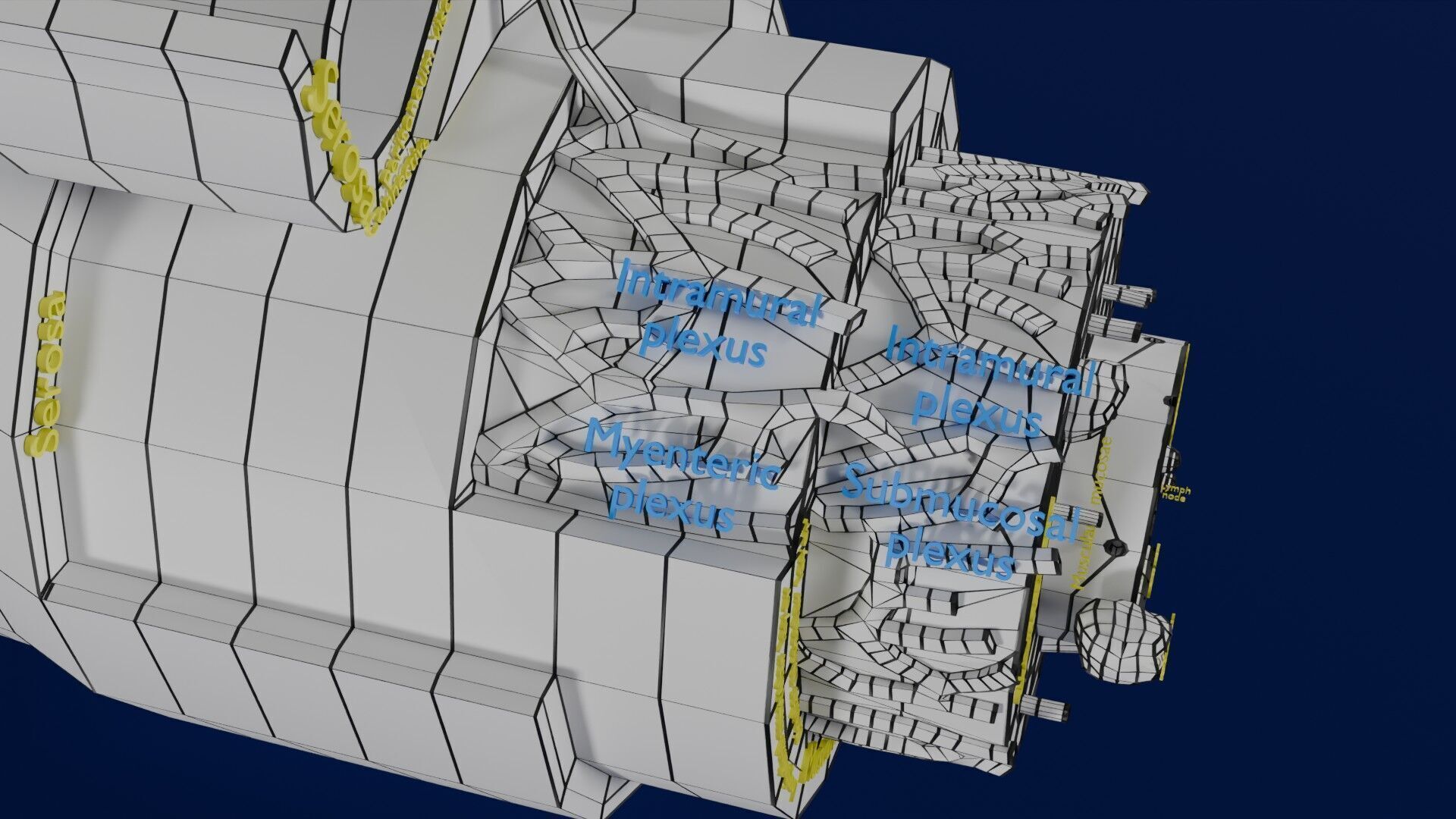 Intestinal wall layers anatomy labelled Low-poly 3D model_38