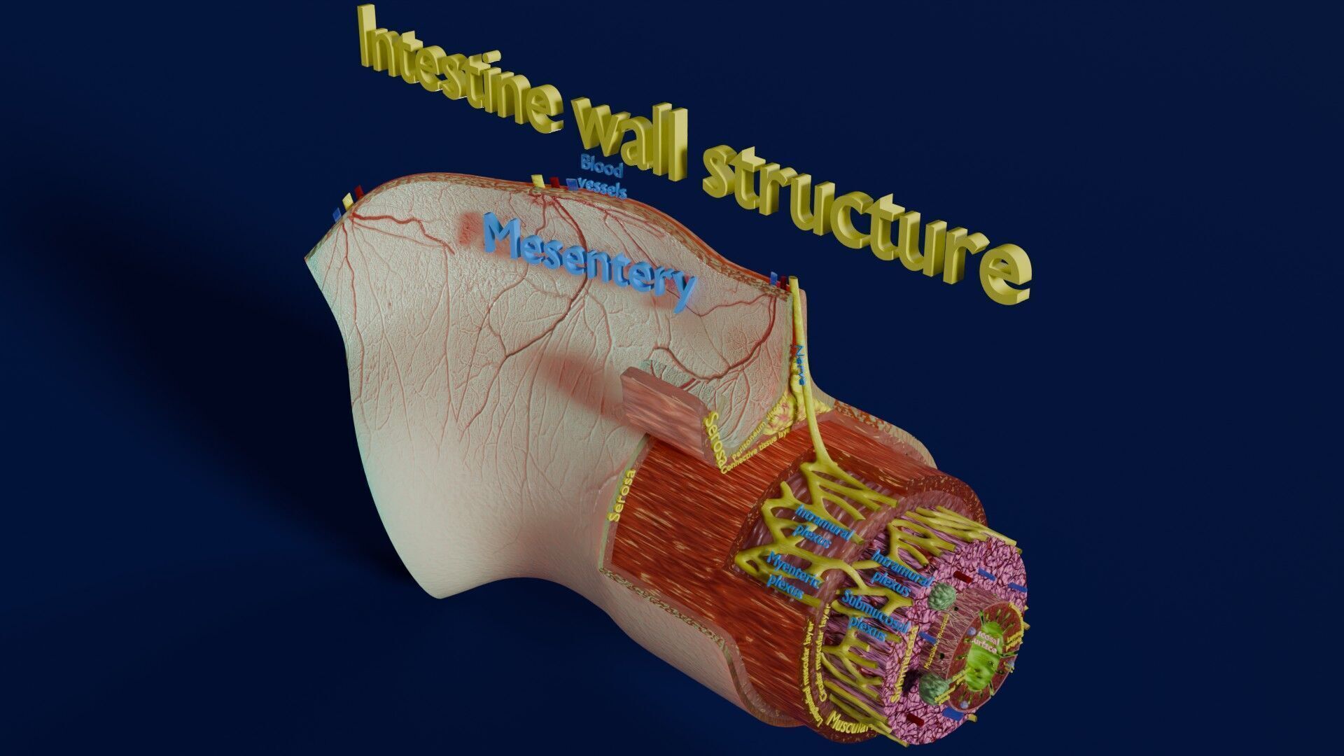 Intestinal wall layers anatomy labelled Low-poly 3D model_4
