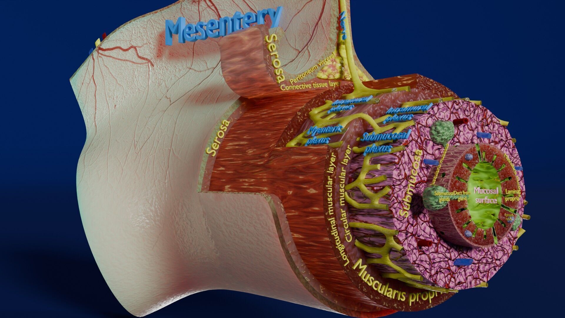 Intestinal wall layers anatomy labelled Low-poly 3D model_9