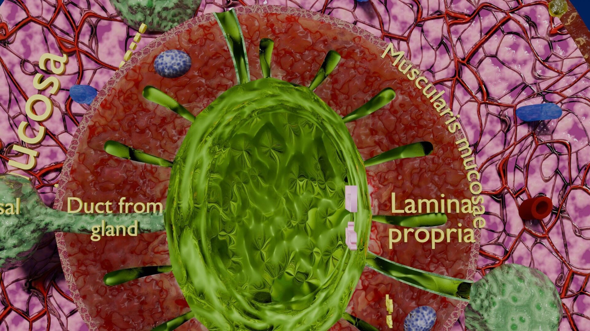Intestinal wall layers anatomy labelled Low-poly 3D model_13