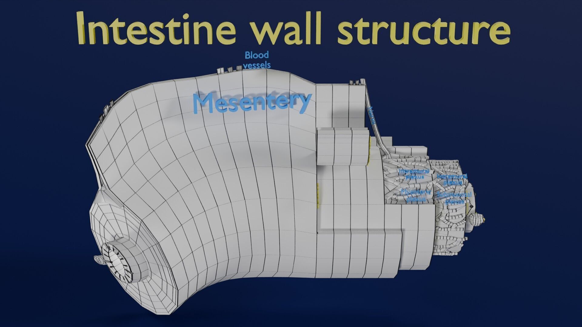 Intestinal wall layers anatomy labelled Low-poly 3D model_59