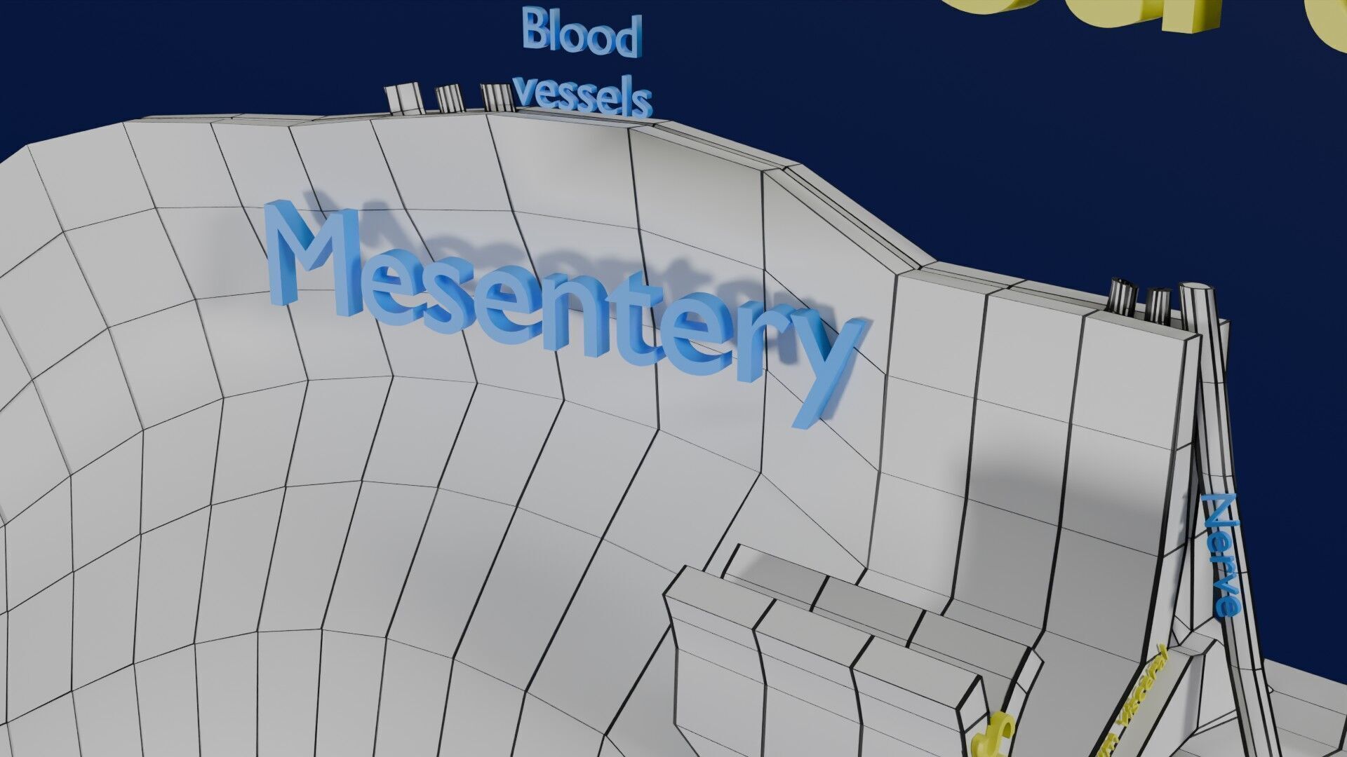 Intestinal wall layers anatomy labelled Low-poly 3D model_40