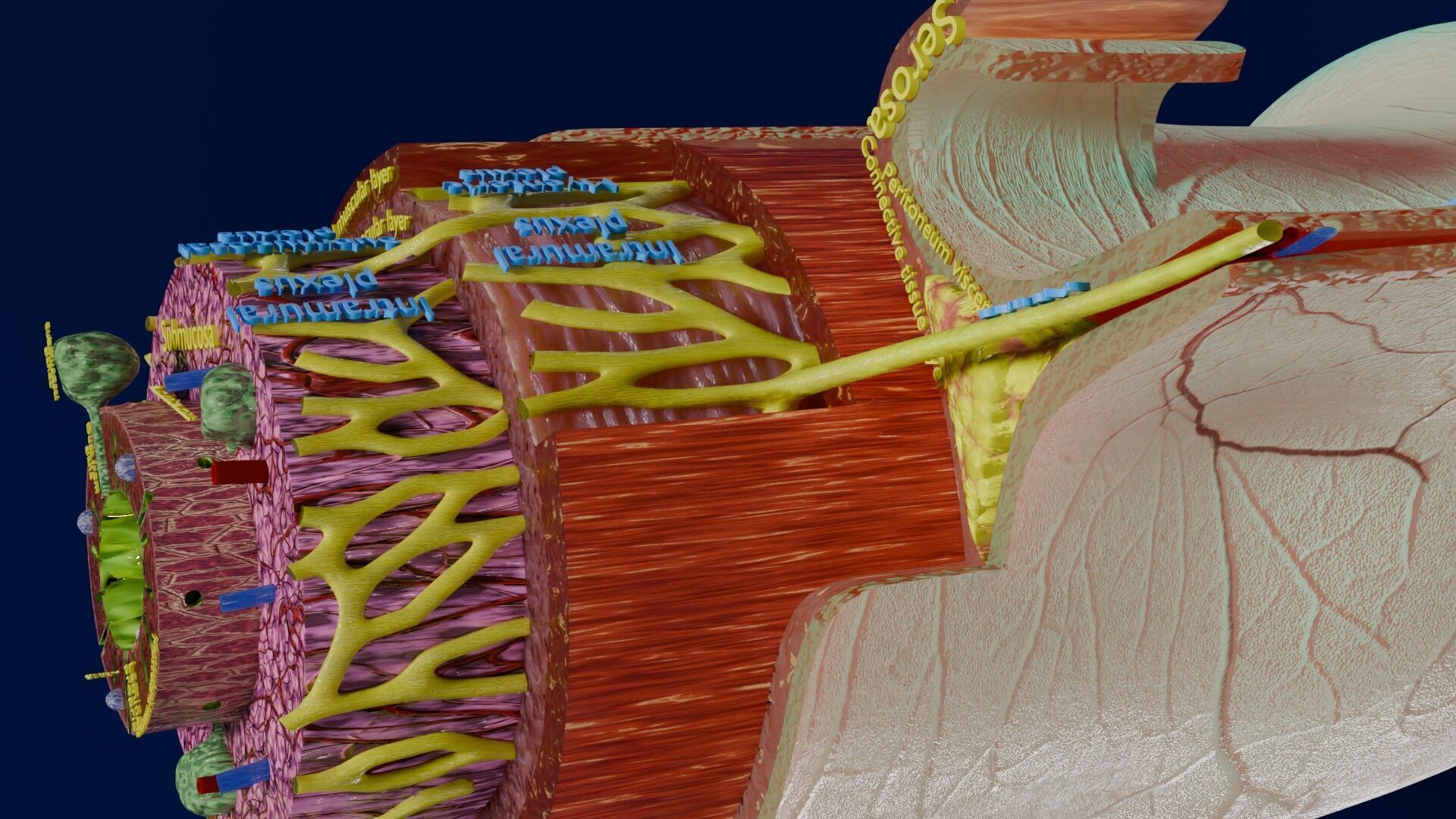 Intestinal wall layers anatomy labelled Low-poly 3D model_30