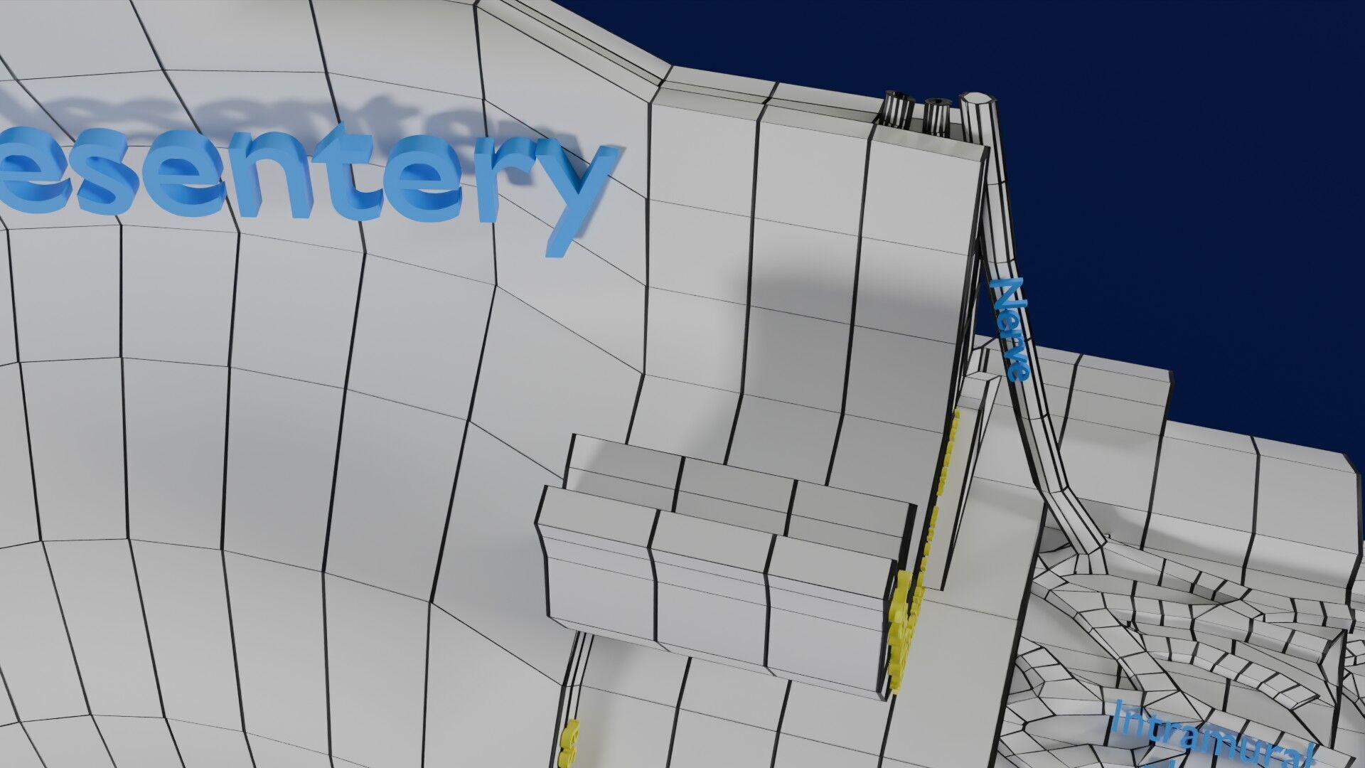 Intestinal wall layers anatomy labelled Low-poly 3D model_39
