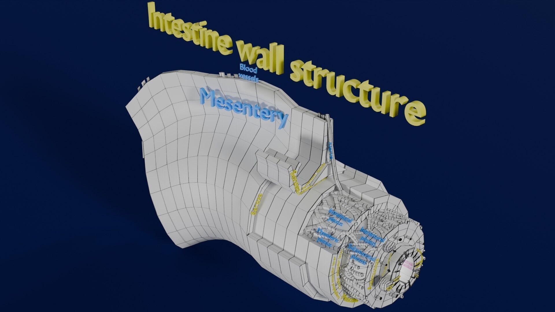 Intestinal wall layers anatomy labelled Low-poly 3D model_35