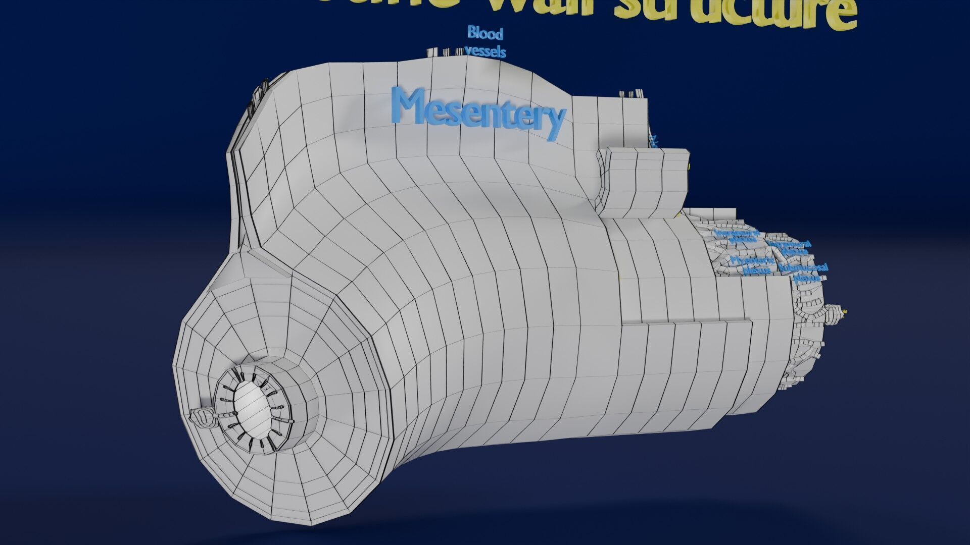 Intestinal wall layers anatomy labelled Low-poly 3D model_45