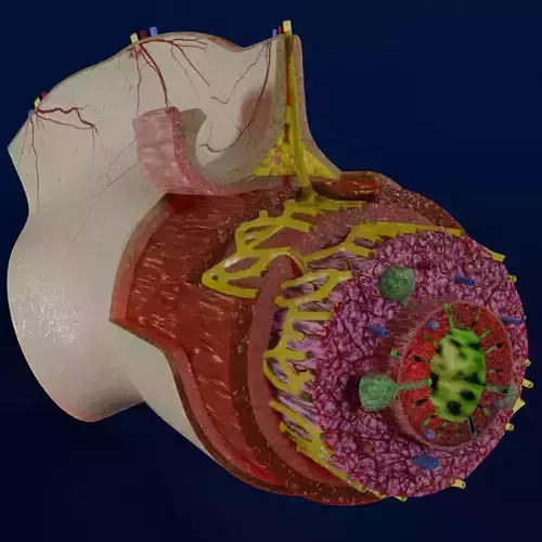 Intestinal wall layers anatomy labelled Low-poly 3D model