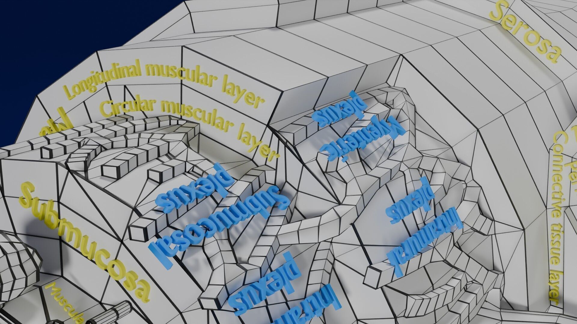 Intestinal wall layers anatomy labelled Low-poly 3D model_51