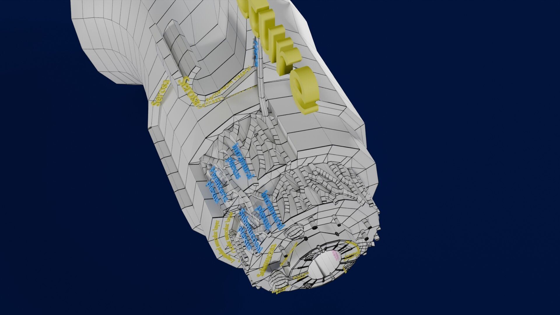 Intestinal wall layers anatomy labelled Low-poly 3D model_47