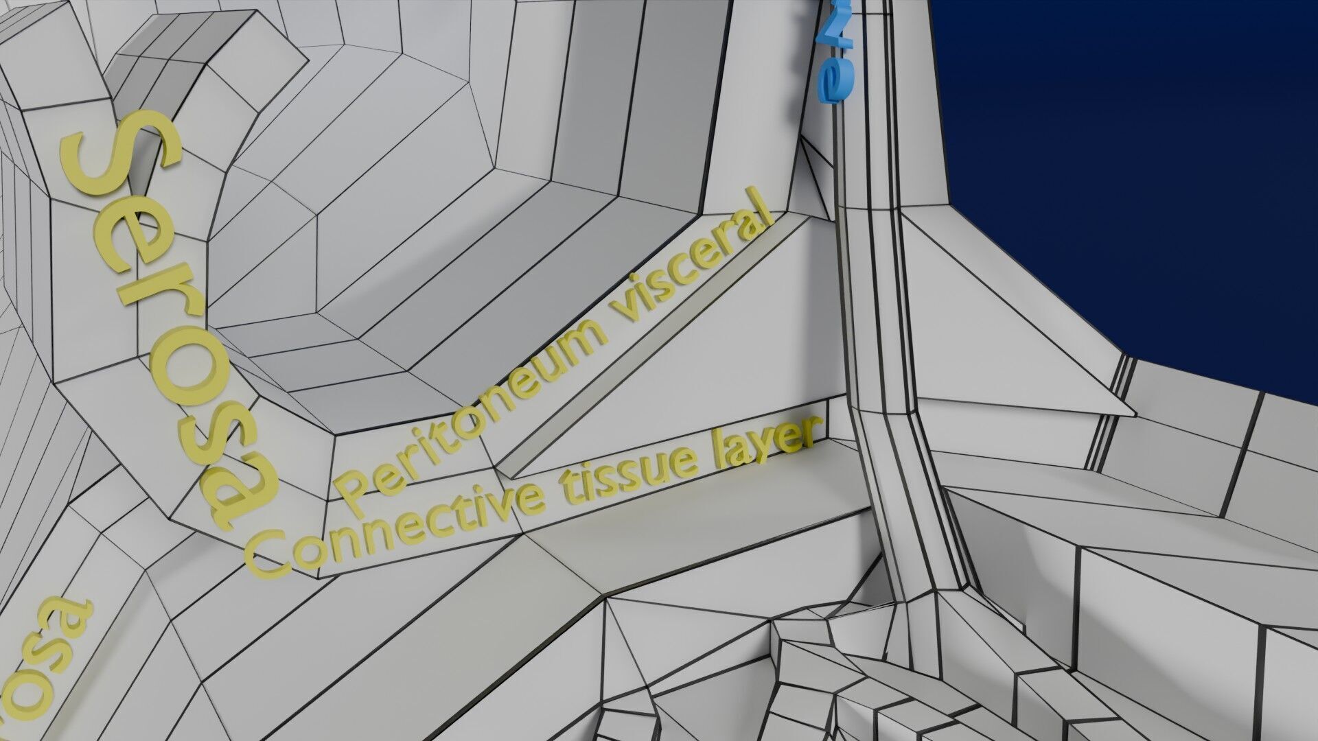 Intestinal wall layers anatomy labelled Low-poly 3D model_49