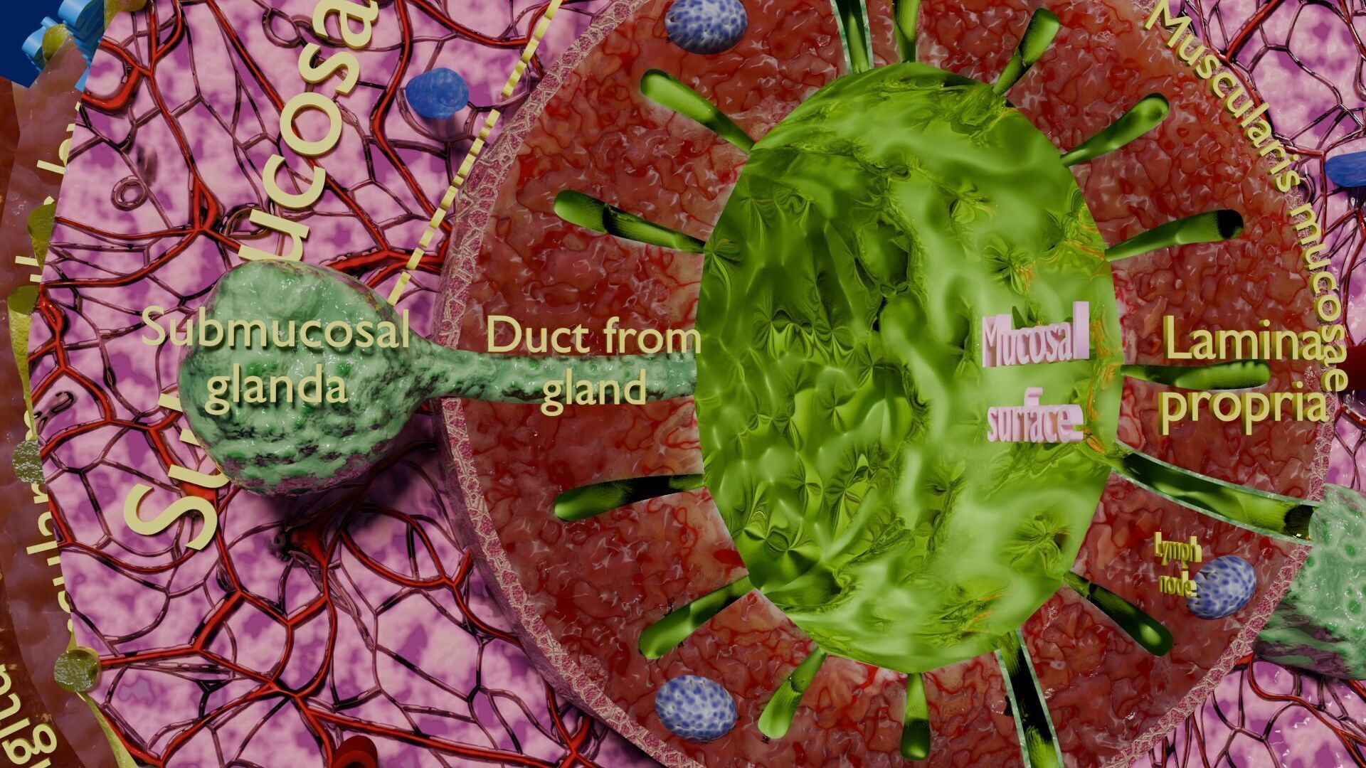 Intestinal wall layers anatomy labelled Low-poly 3D model_11