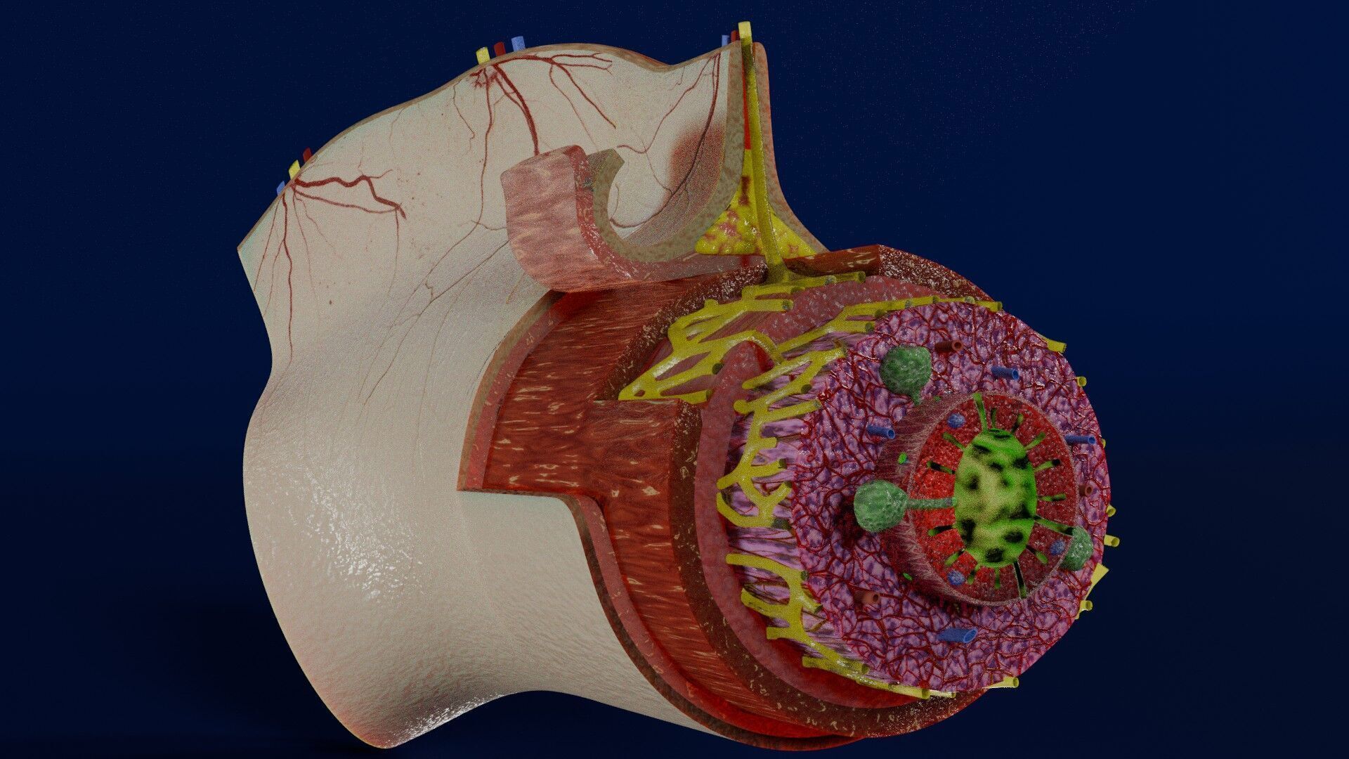 Intestinal wall layers anatomy labelled Low-poly 3D model_3