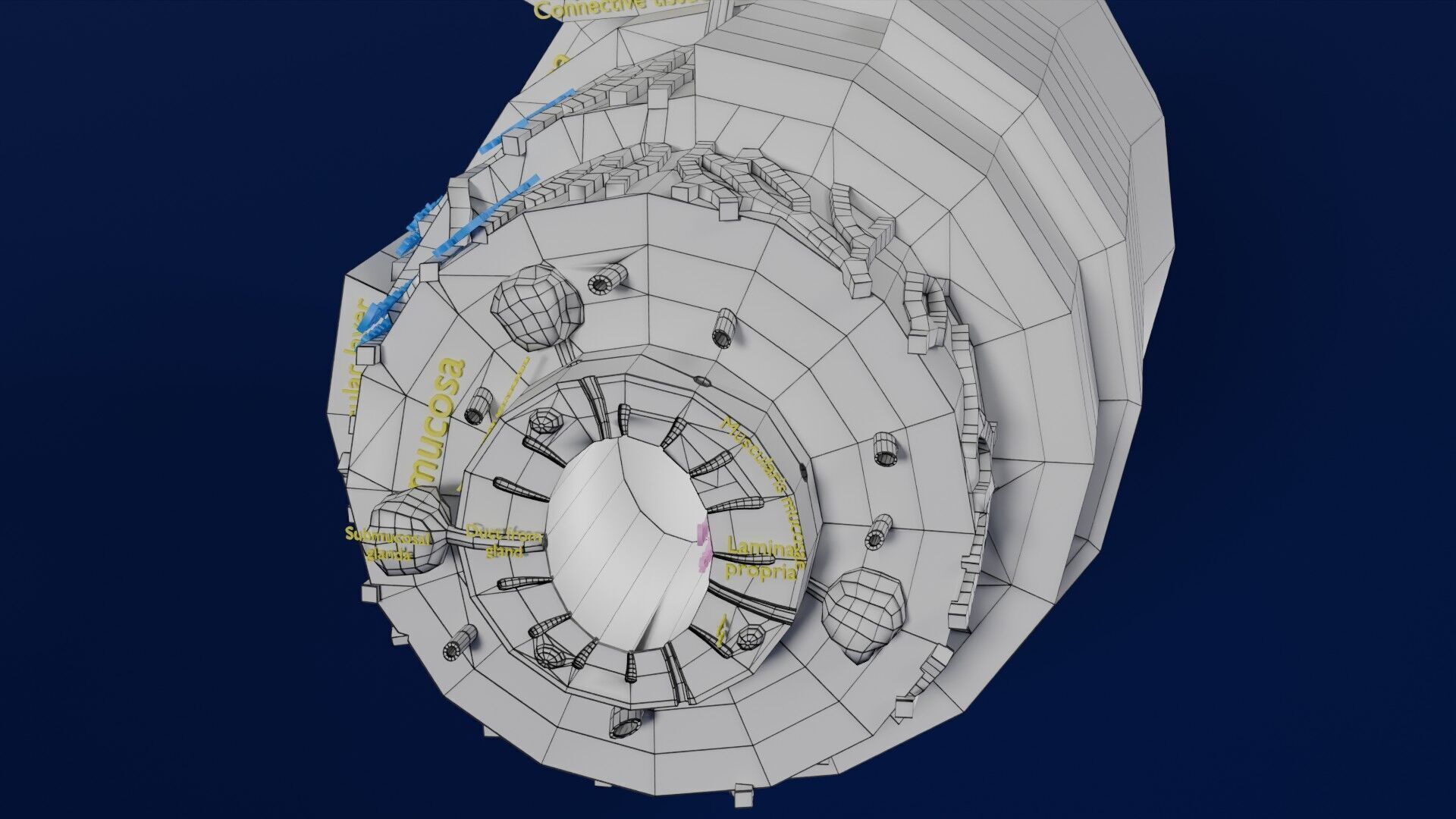 Intestinal wall layers anatomy labelled Low-poly 3D model_41
