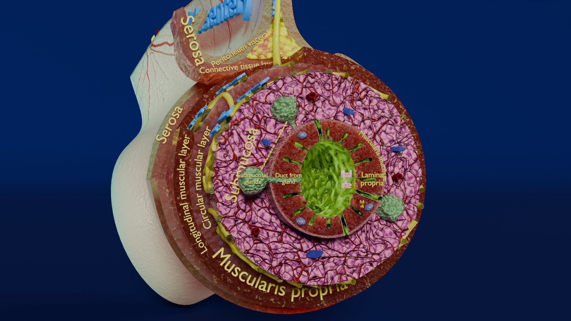 Intestinal wall layers anatomy labelled Low-poly 3D model_10