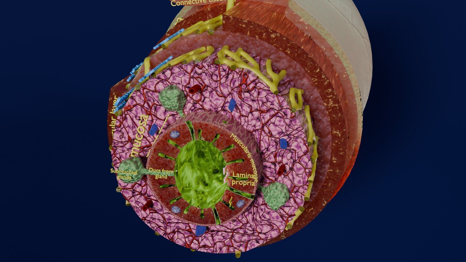 Intestinal wall layers anatomy labelled Low-poly 3D model_18