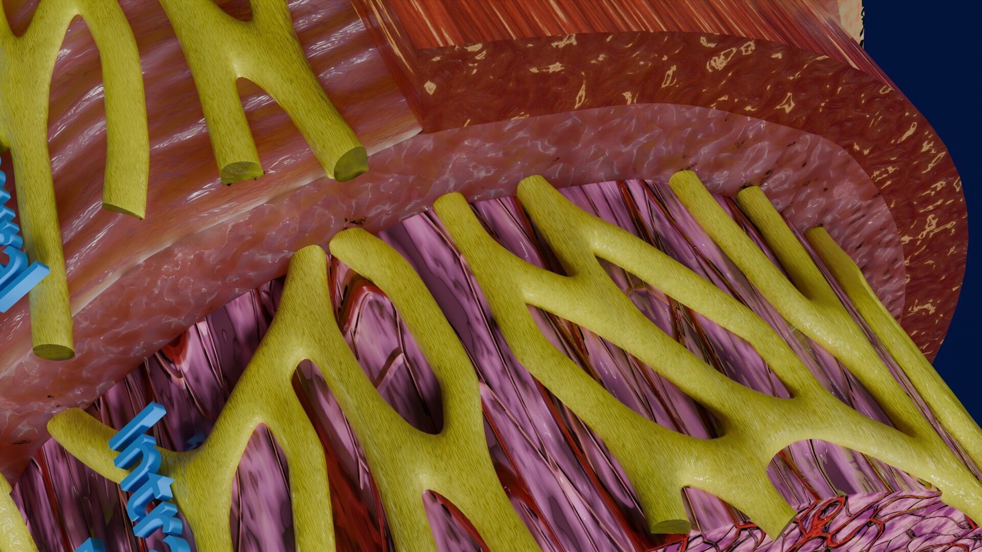 Intestinal wall layers anatomy labelled Low-poly 3D model_24
