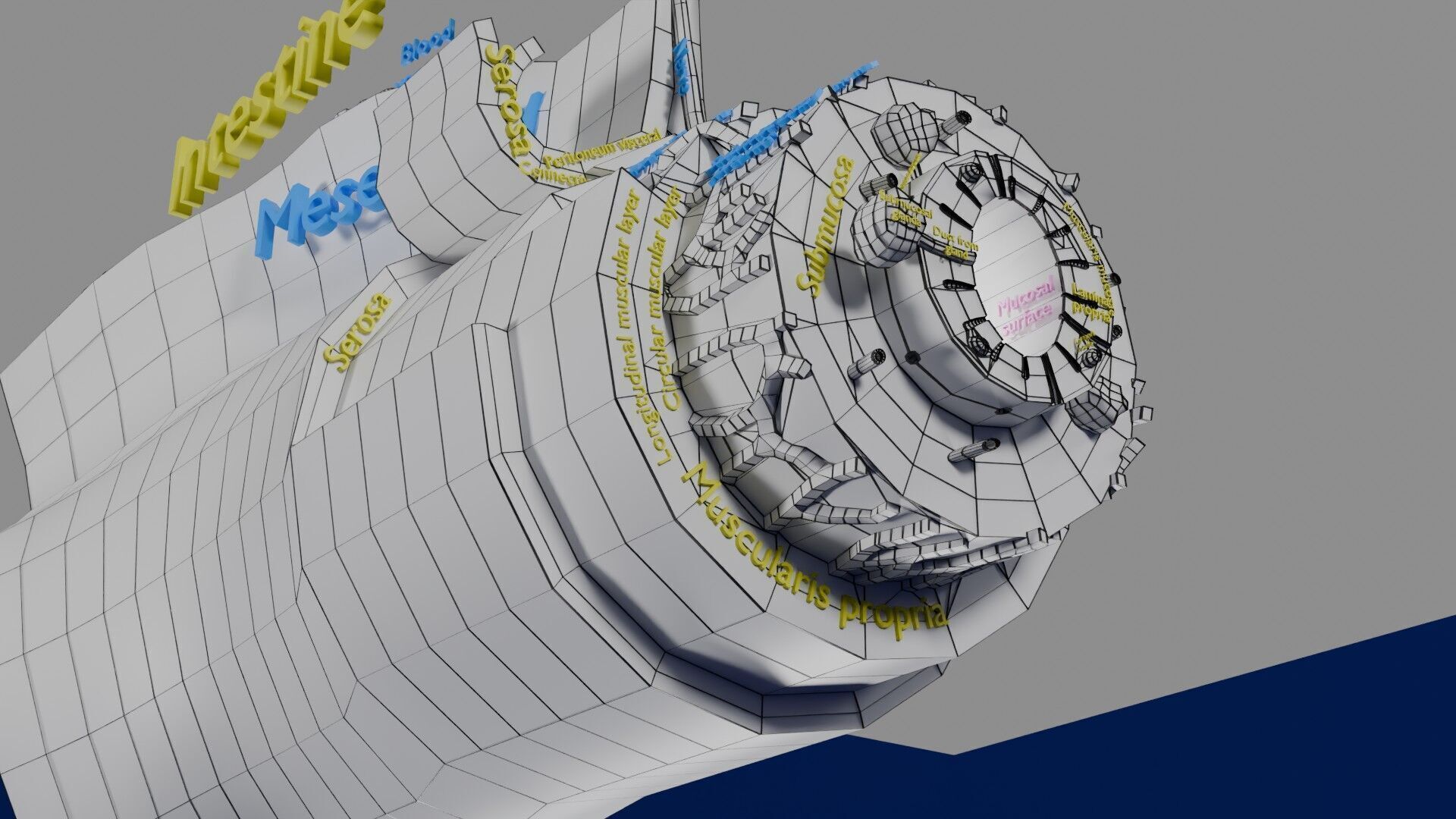 Intestinal wall layers anatomy labelled Low-poly 3D model_56