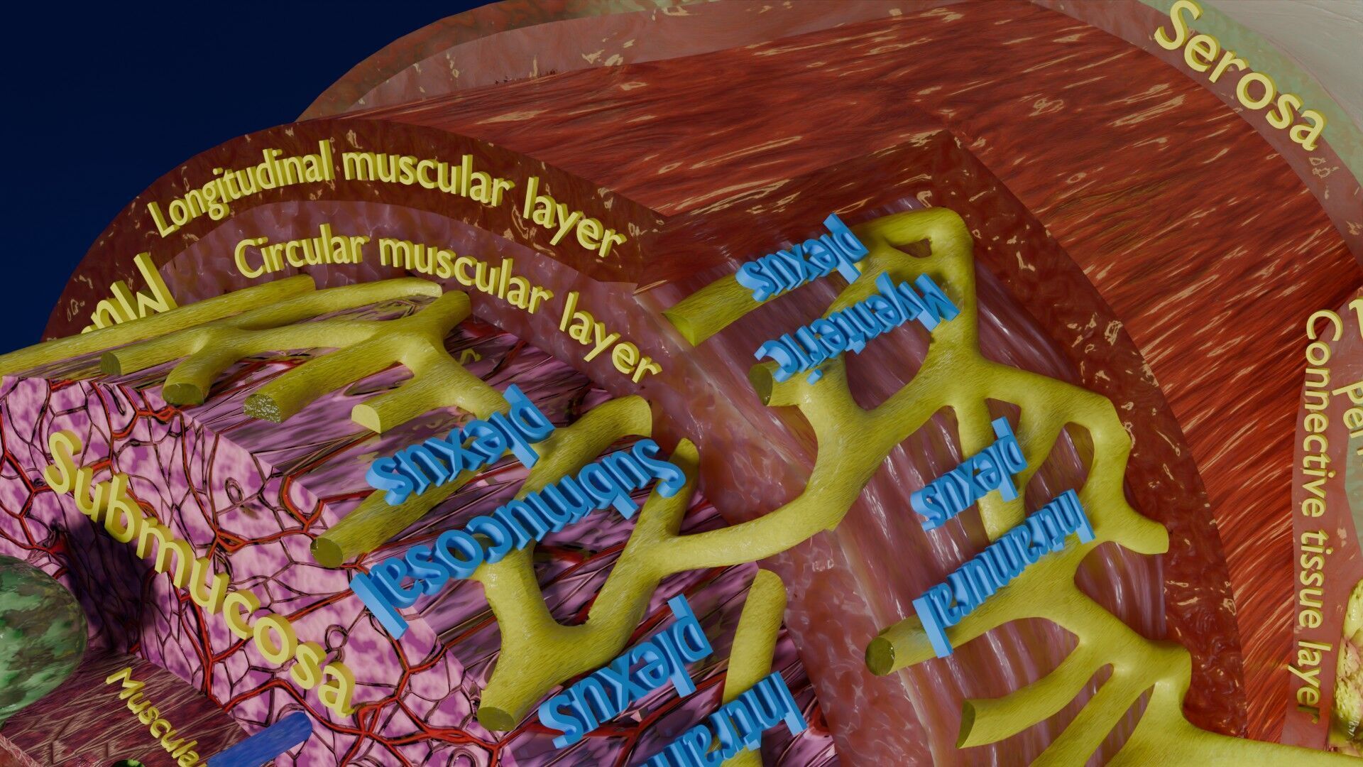 Intestinal wall layers anatomy labelled Low-poly 3D model_27