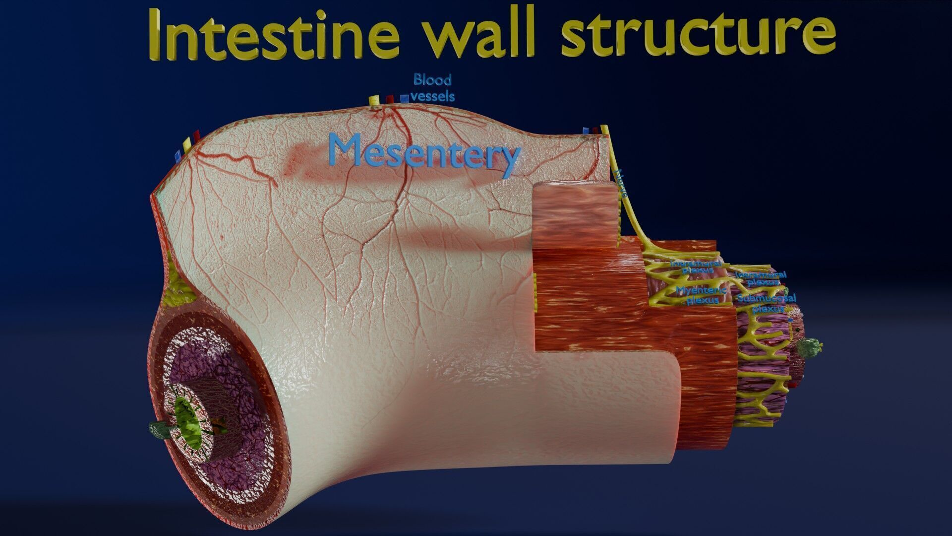 Intestinal wall layers anatomy labelled Low-poly 3D model_5