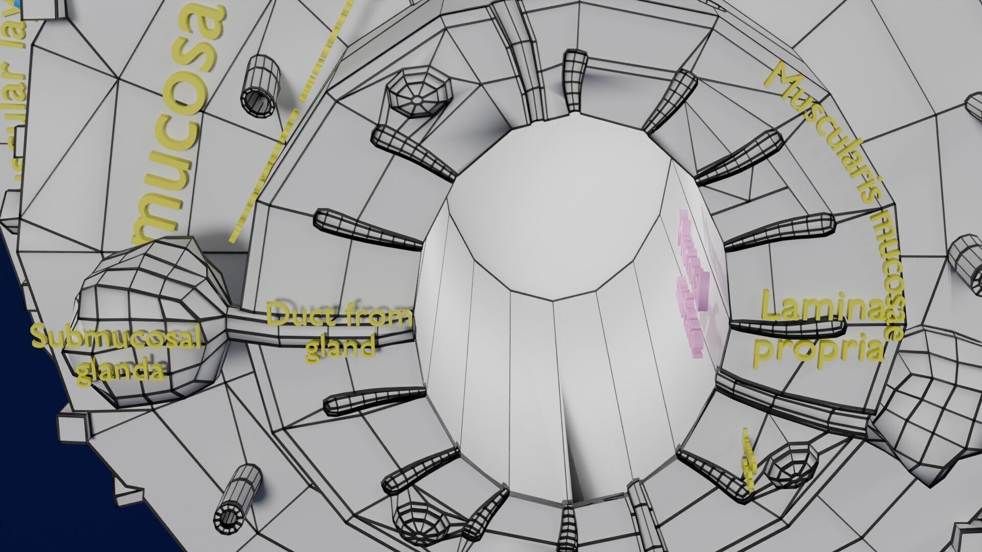 Intestinal wall layers anatomy labelled Low-poly 3D model_37