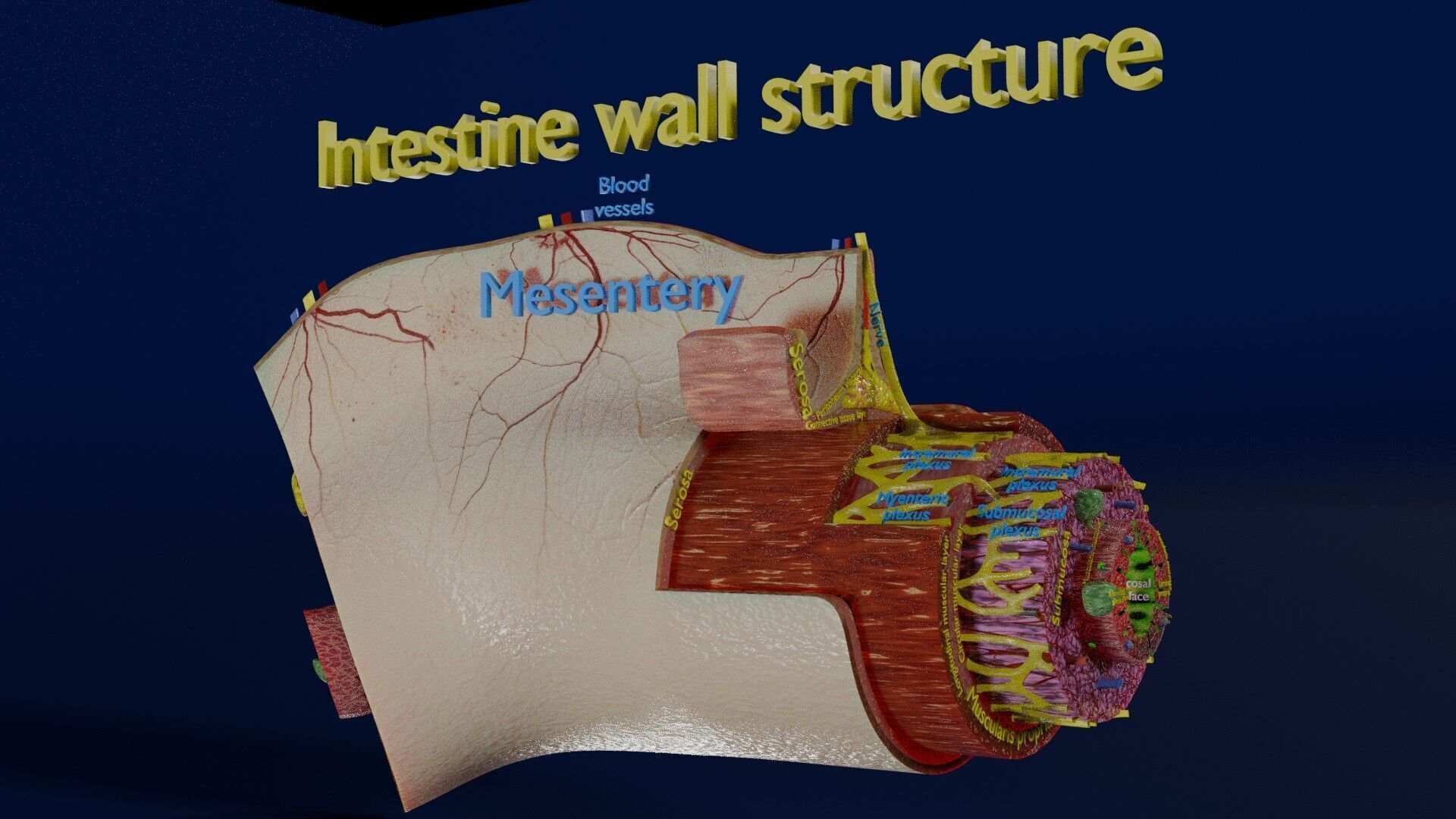 Intestinal wall layers anatomy labelled Low-poly 3D model_1