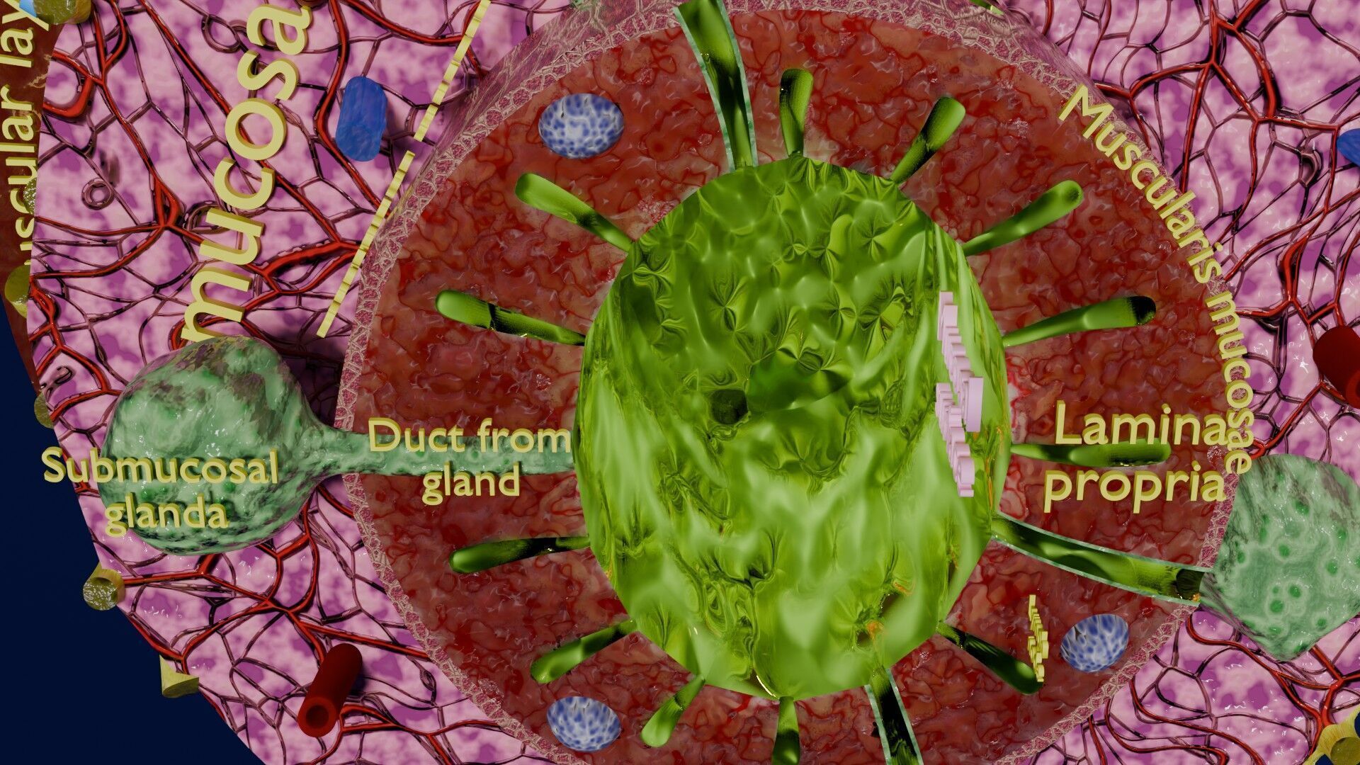 Intestinal wall layers anatomy labelled Low-poly 3D model_14