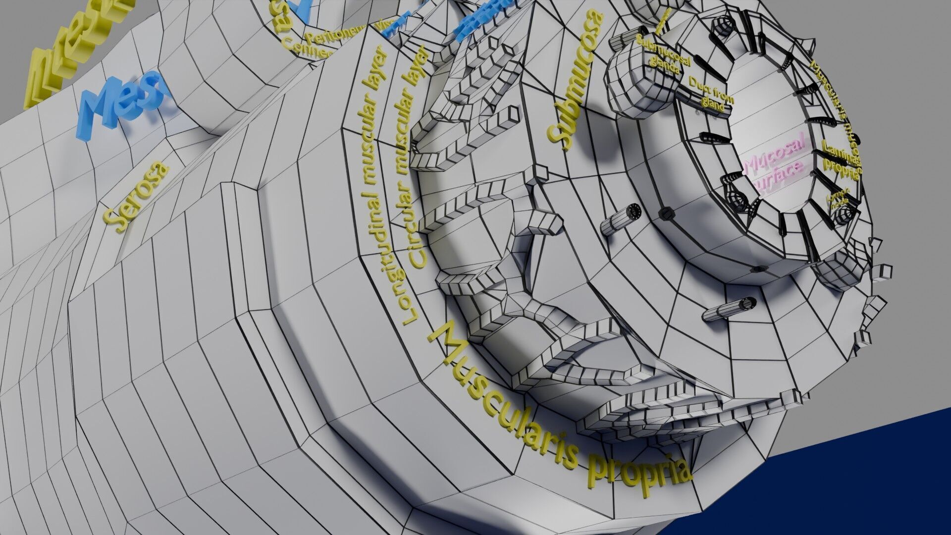 Intestinal wall layers anatomy labelled Low-poly 3D model_58