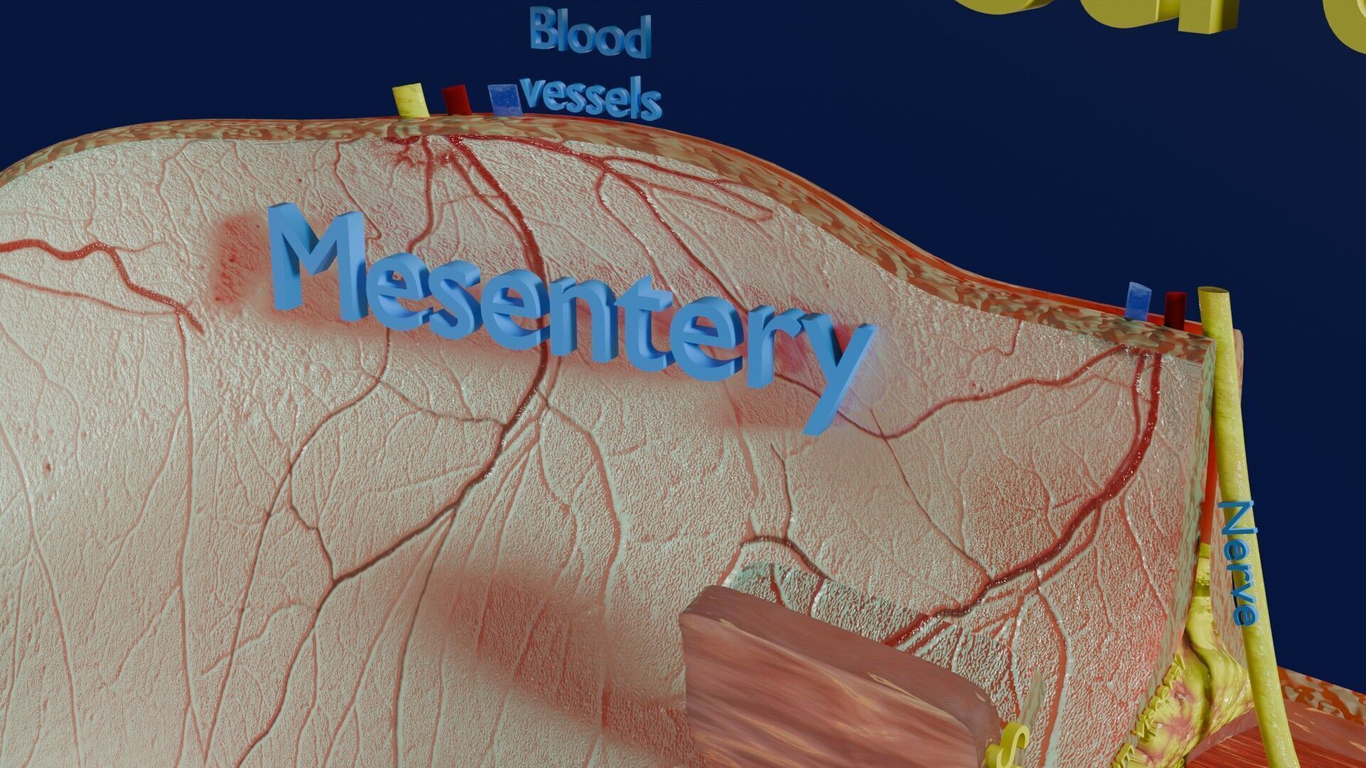 Intestinal wall layers anatomy labelled Low-poly 3D model_17