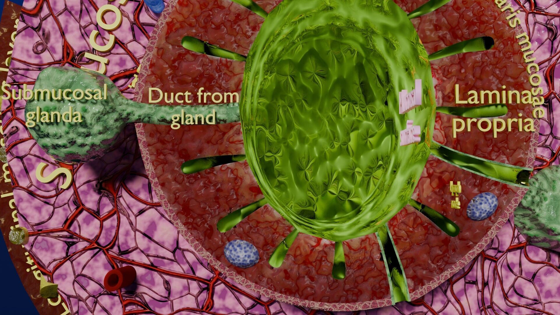 Intestinal wall layers anatomy labelled Low-poly 3D model_12