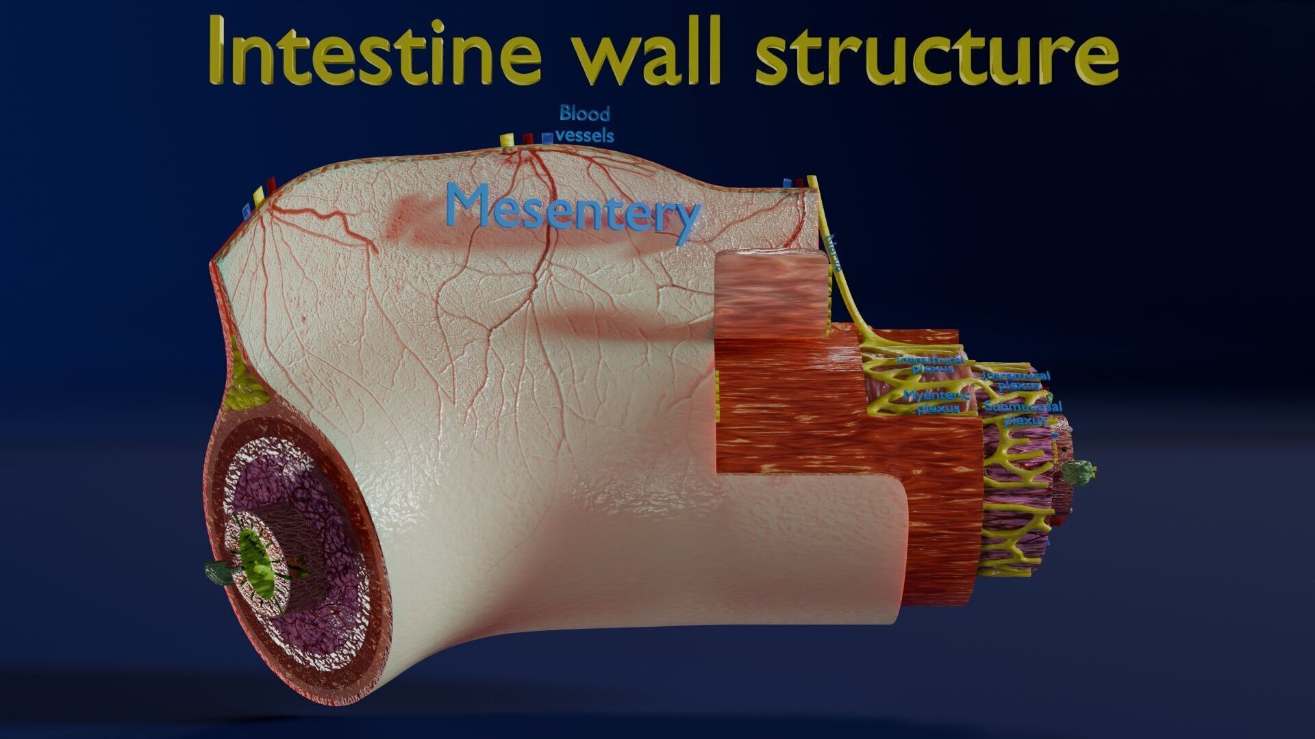 Intestinal wall layers anatomy labelled Low-poly 3D model_8