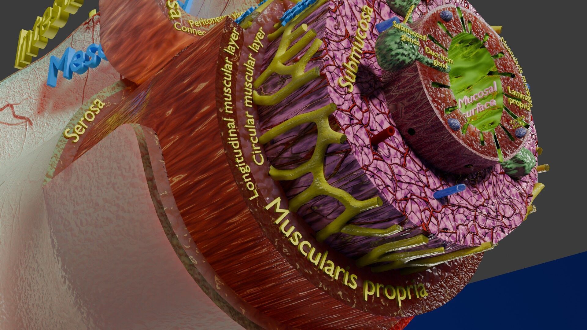 Intestinal wall layers anatomy labelled Low-poly 3D model_33