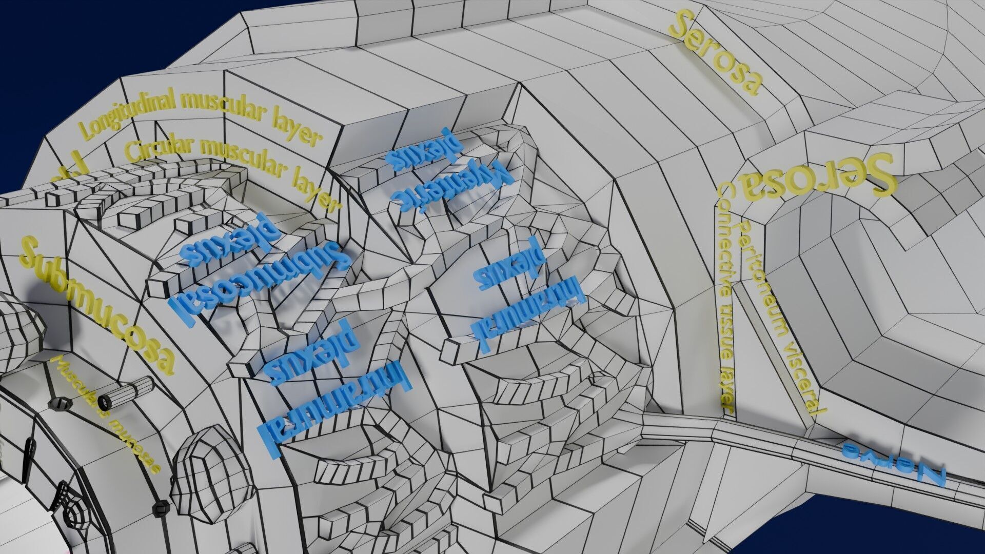 Intestinal wall layers anatomy labelled Low-poly 3D model_52