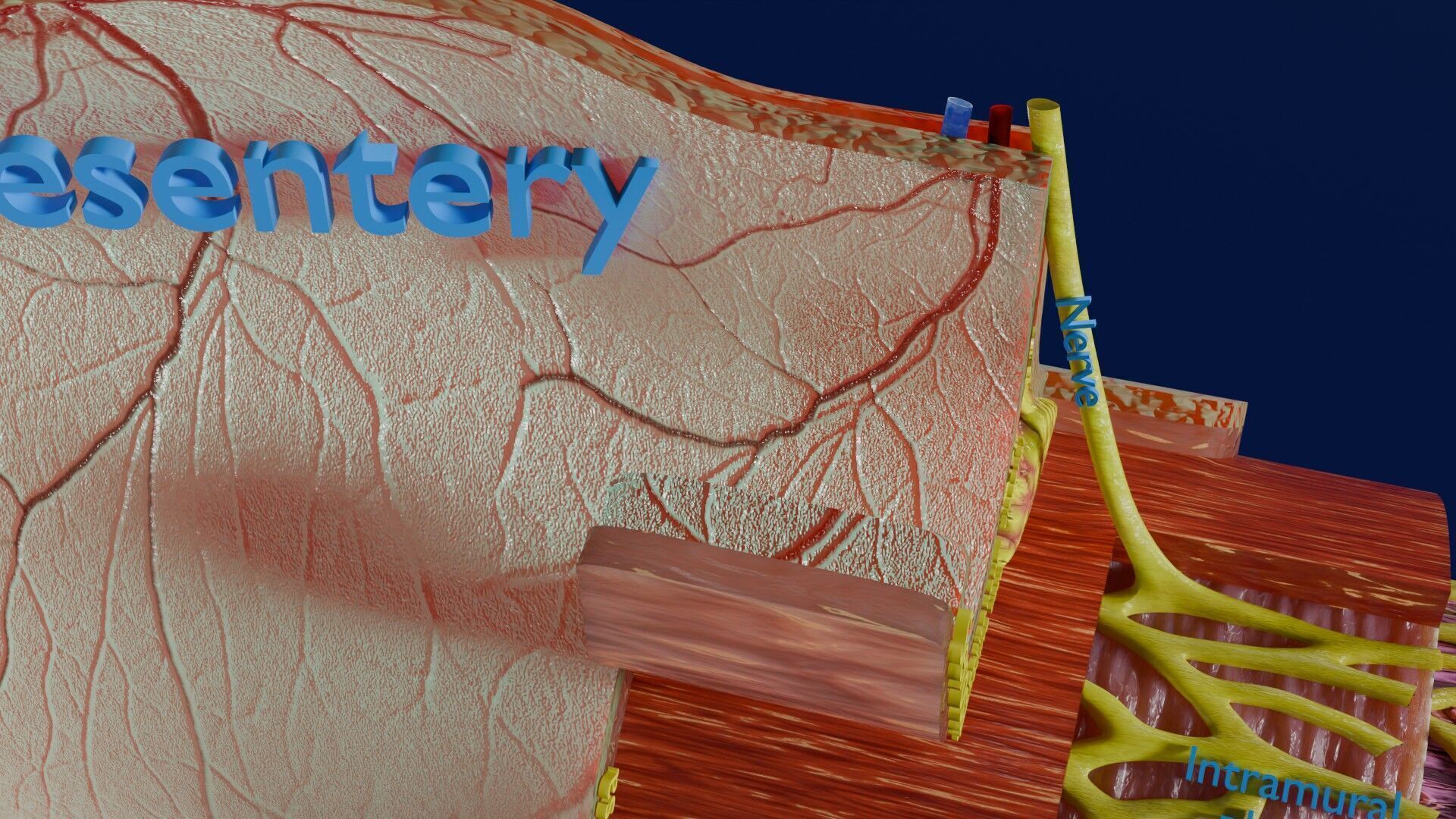 Intestinal wall layers anatomy labelled Low-poly 3D model_16