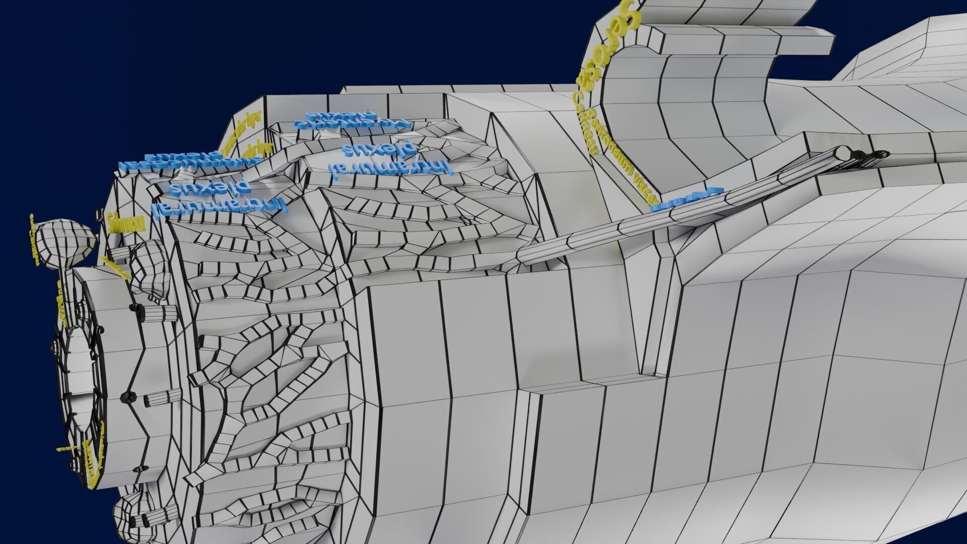 Intestinal wall layers anatomy labelled Low-poly 3D model_54