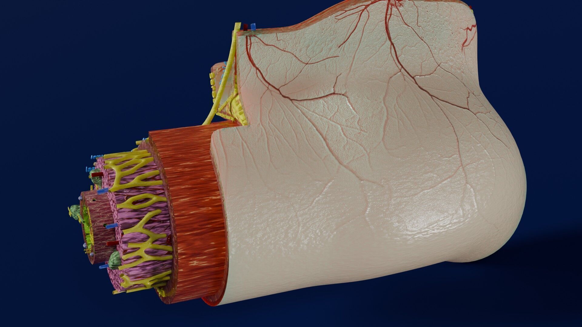 Intestinal wall layers anatomy labelled Low-poly 3D model_19