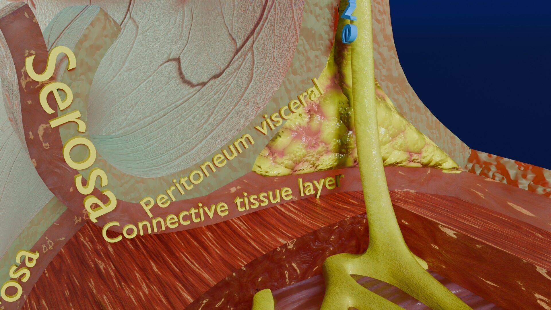 Intestinal wall layers anatomy labelled Low-poly 3D model_25