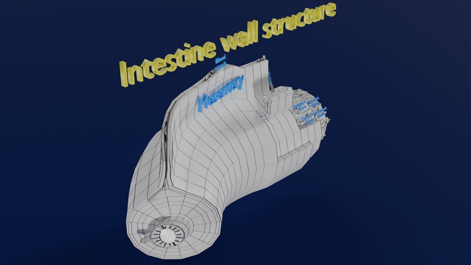 Intestinal wall layers anatomy labelled Low-poly 3D model_57