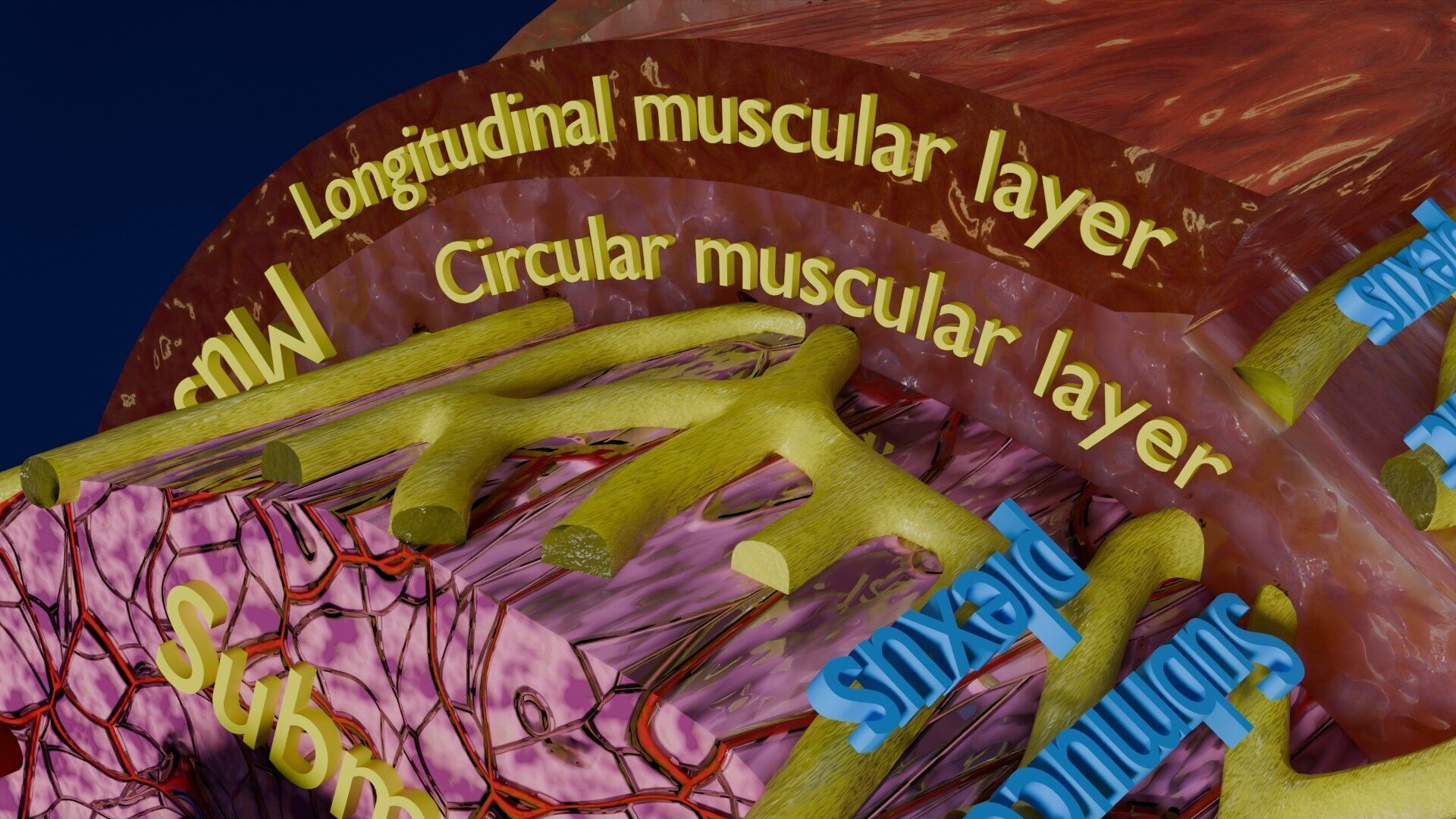 Intestinal wall layers anatomy labelled Low-poly 3D model_26