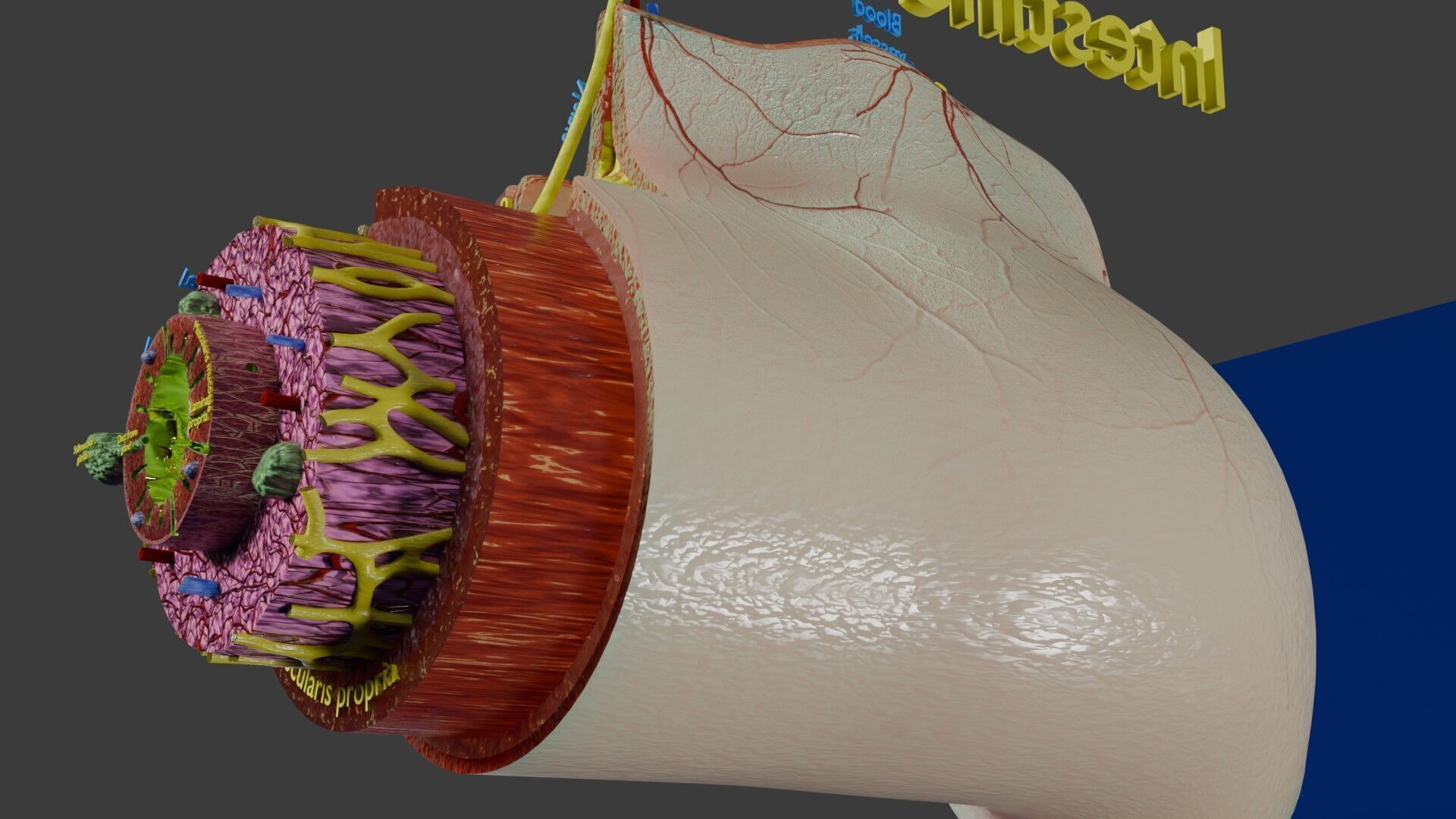 Intestinal wall layers anatomy labelled Low-poly 3D model_31
