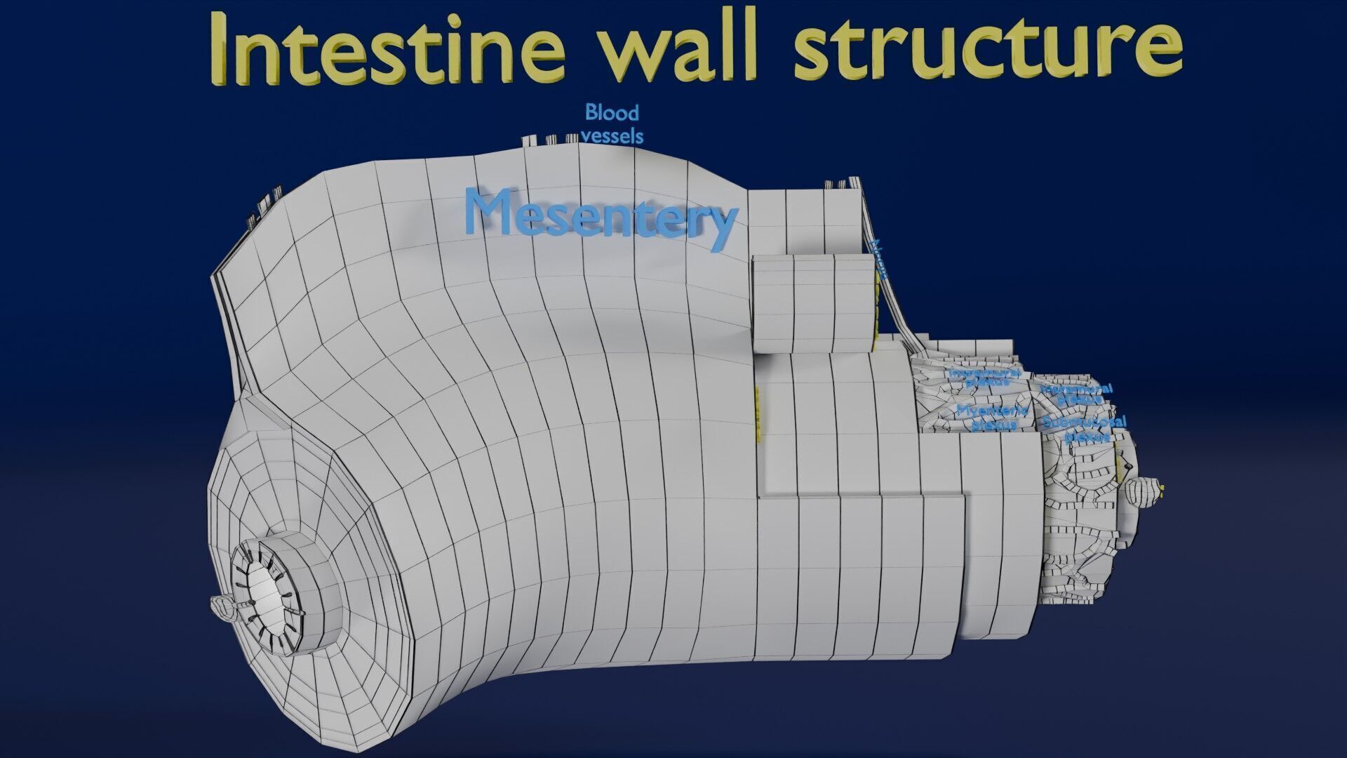 Intestinal wall layers anatomy labelled Low-poly 3D model_46