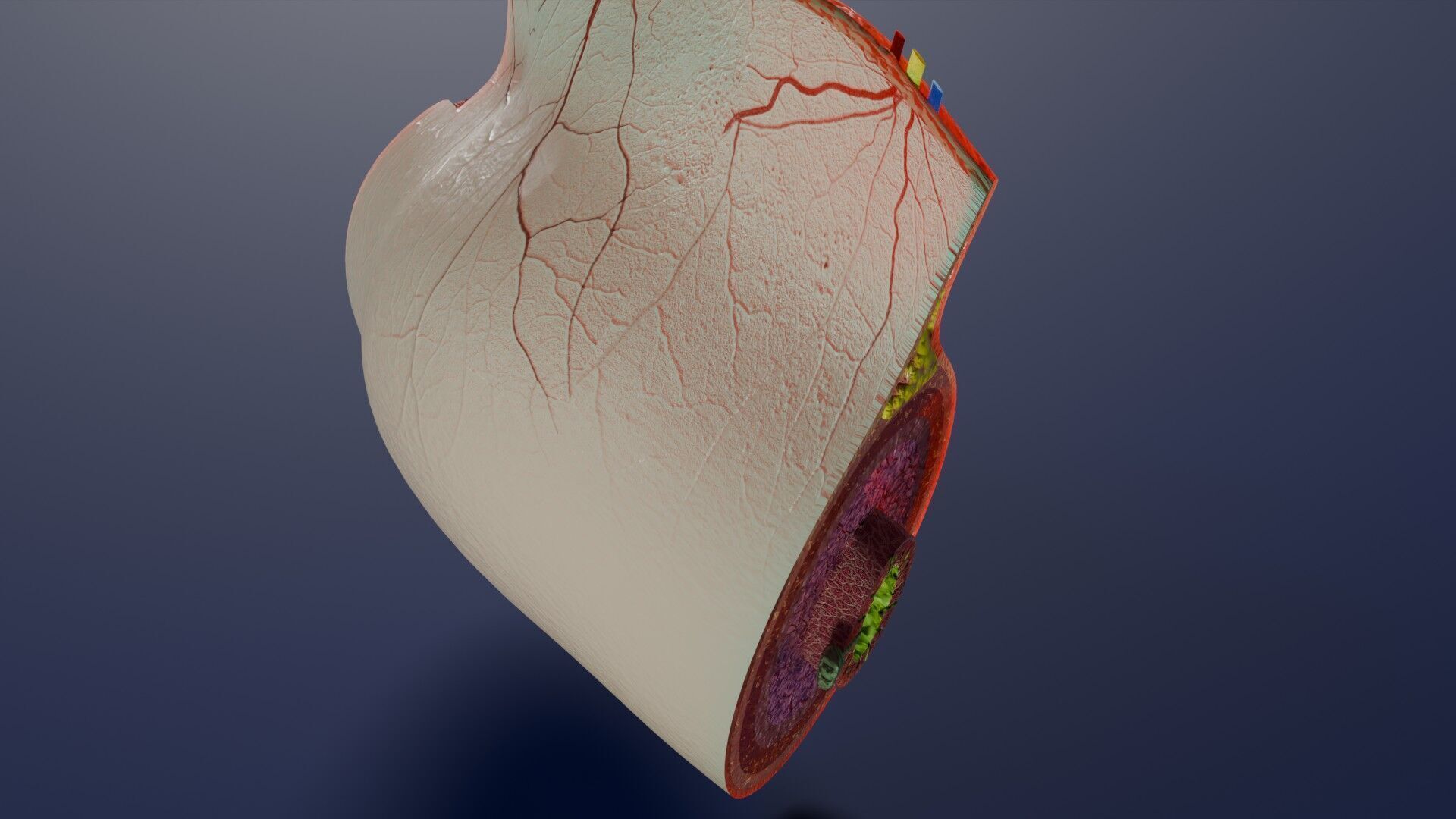 Intestinal wall layers anatomy labelled Low-poly 3D model_20