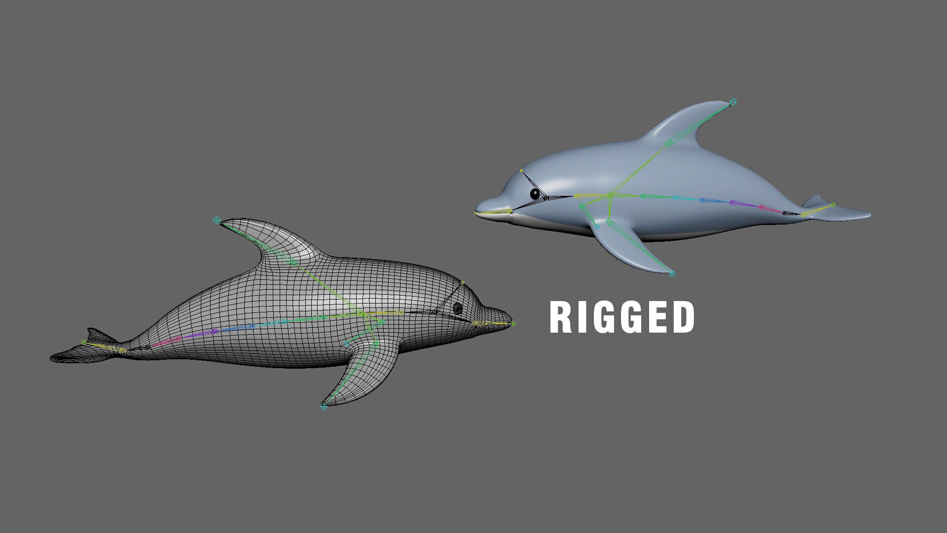 Low Poly - Cartoon Dolphin Rigged Low-poly 3D model_2