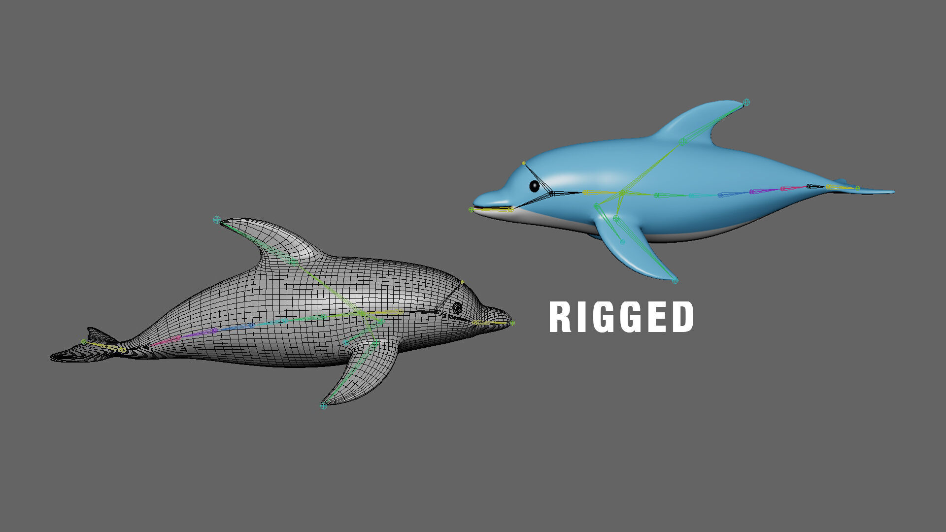Low Poly - Cartoon Dolphin 1 Rigged Low-poly 3D model_2