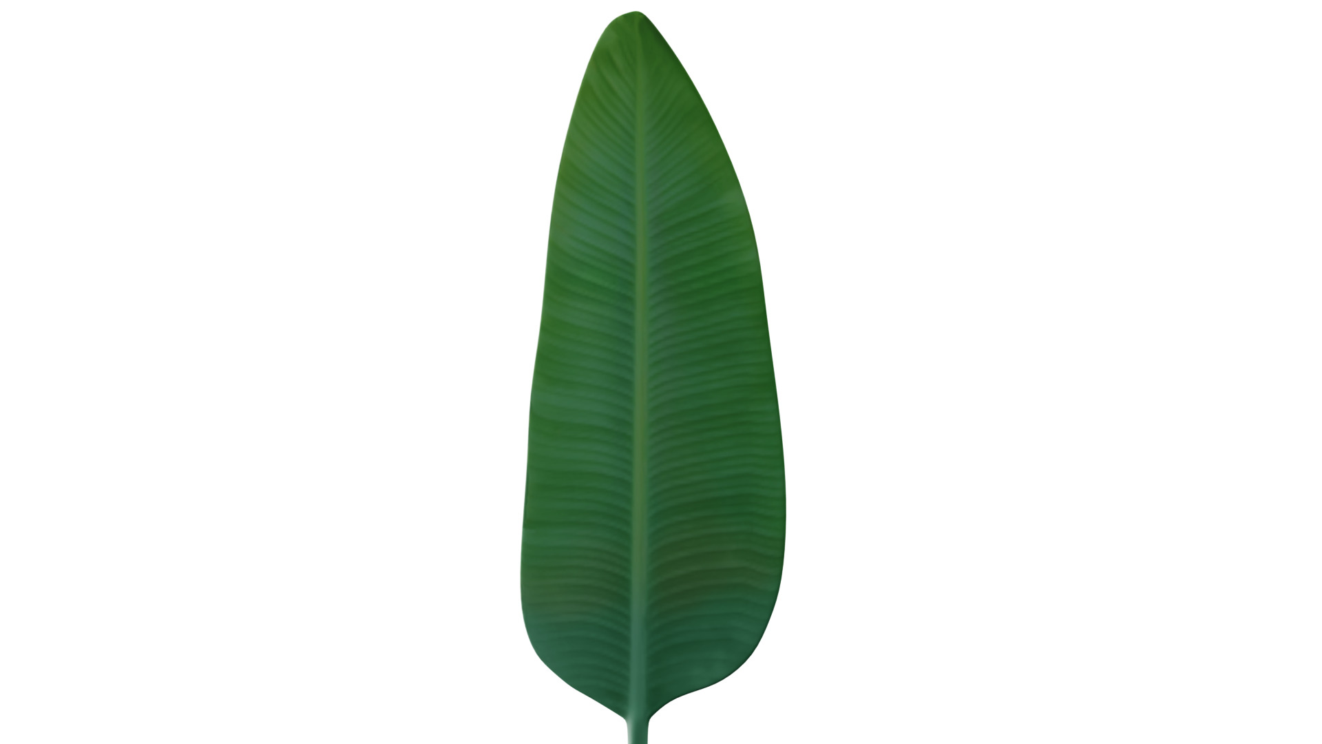 Big Leaf Low-poly 3D model_11