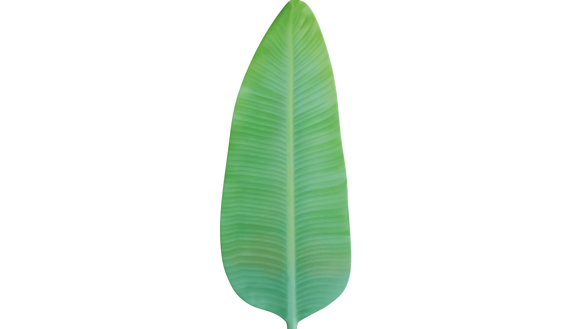 Big Leaf Low-poly 3D model_10
